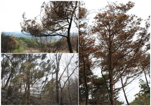 산불조사 이미지3_3